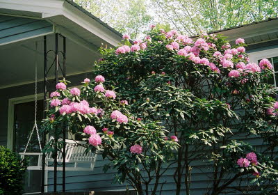 Gordon Lane - rhododendron